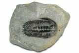 Prone Hollardops Trilobite Fossil - Orange Eye Facets #346542-3